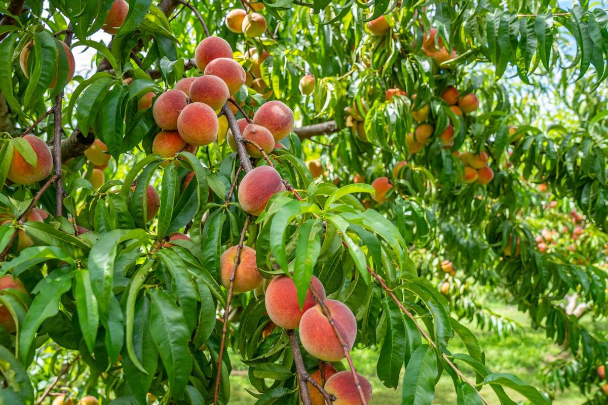 Plod u rodu — sadnice breskve iz rasadnika FRUIT COMPANY