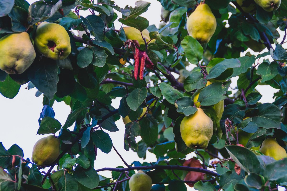 Plod u rodu — sadnice dunje iz rasadnika FRUIT COMPANY