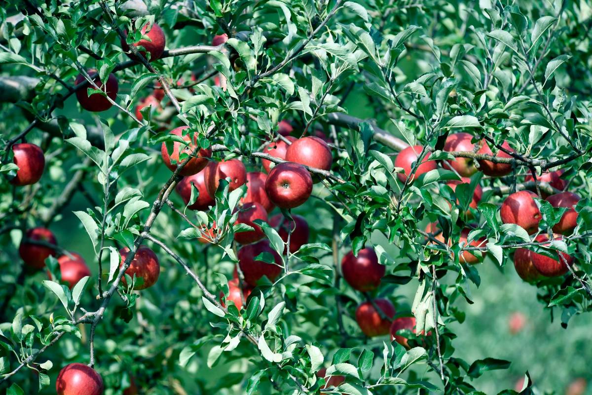 Plod u rodu — sadnice jabuke iz rasadnika FRUIT COMPANY