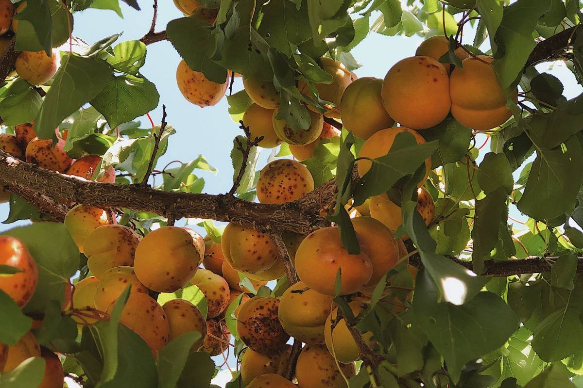 Plod u rodu — sadnice kajsije iz rasadnika FRUIT COMPANY
