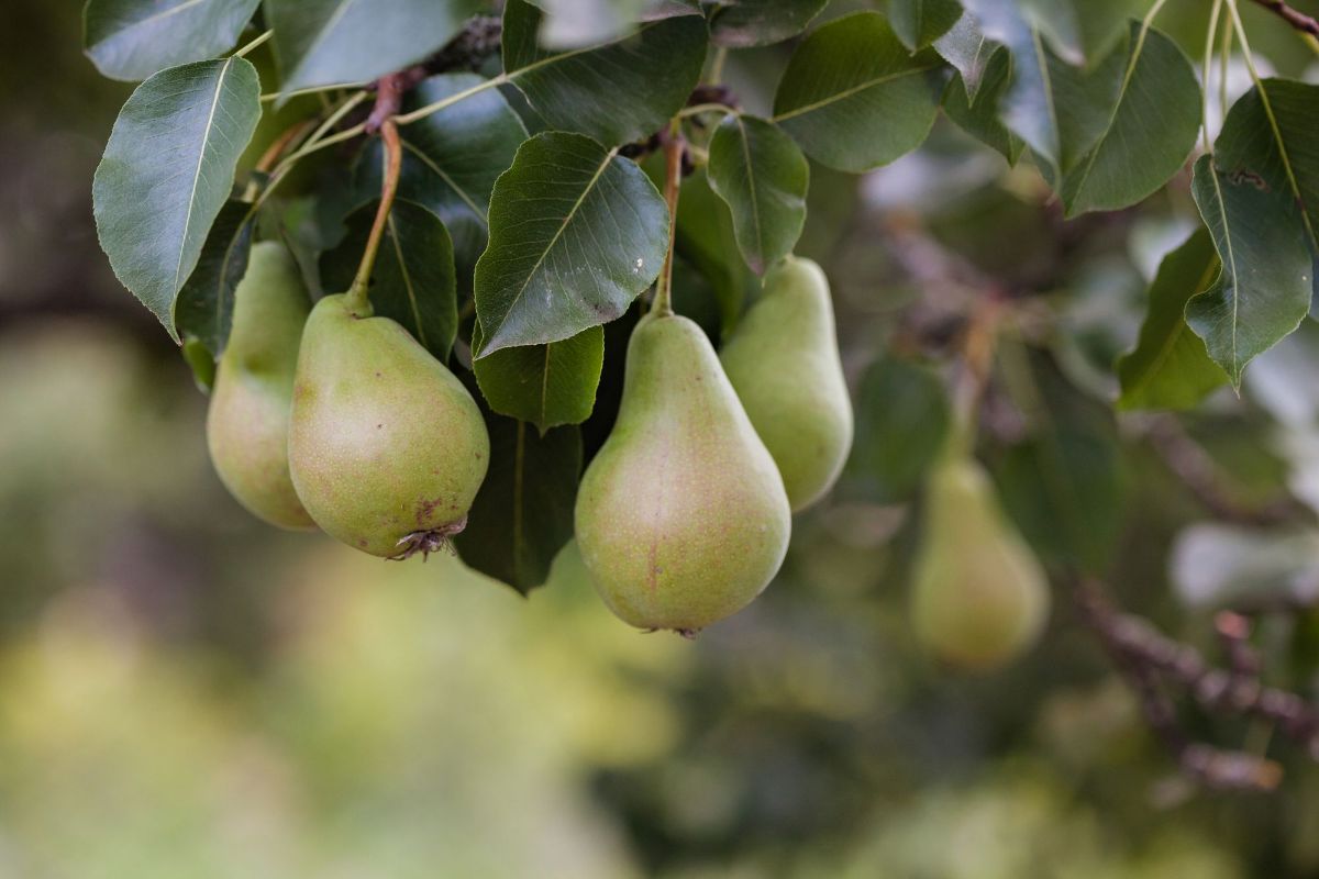 Plod u rodu — sadnice kruške iz rasadnika FRUIT COMPANY
