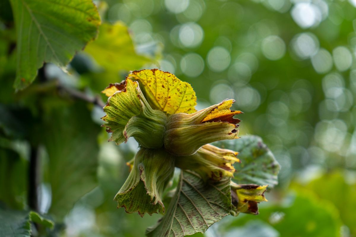 Plod u rodu — sadnice lešnika iz rasadnika FRUIT COMPANY
