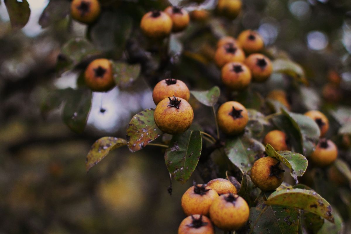 Plod u rodu — sadnice mušmule iz rasadnika FRUIT COMPANY