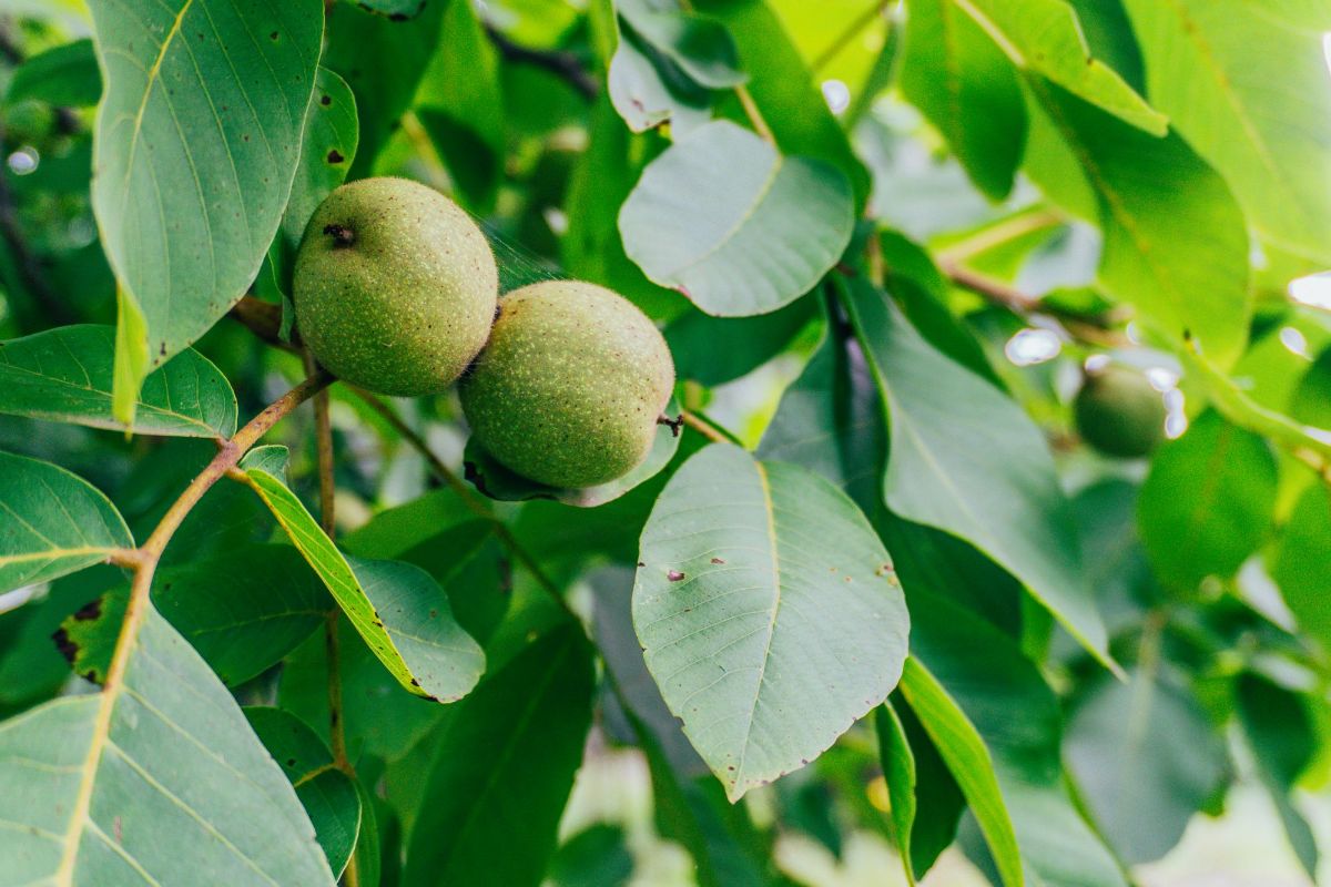 Plod u rodu — sadnice oraha iz rasadnika FRUIT COMPANY