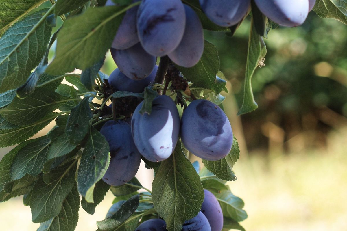 Plod u rodu — sadnice šljive iz rasadnika FRUIT COMPANY