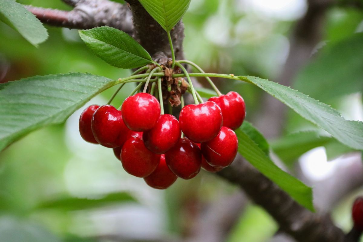 Plod u rodu — sadnice trešnje iz rasadnika FRUIT COMPANY