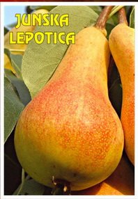 Sadnica sorte Junska lepotica
