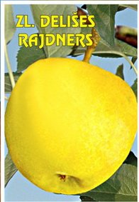 Sadnica sorte Zlatni delišes Rajnders