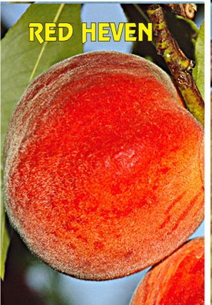 Sadnica sorte Red heven